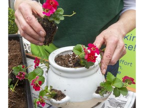 These pots are specially designed for the trailing habits of strawberry plants.