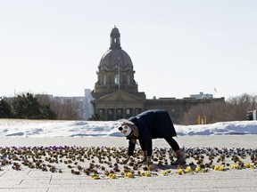 Jessica Littlewood helps lay roses, one for every Albertan lost to COVID-19, outside the Federal Building (Violet King Henry Plaza), in Edmonton Thursday March 11, 2021. Community groups gathered at the Alberta Legislature grounds Thursday as part of the National Day of Observance for the nearly 2,000 Albertans who have lost their lives to the COVID-19 pandemic. 810 of those deaths were here in Edmonton.