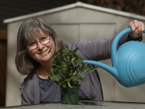 Dr. Janice Cooke poses for a photo with her favourite Nephthytis house plant, in Edmonton Wednesday March 31, 2021. Photo by David Bloom Dr. Janice Cooke is an award-winning professor at the University of Alberta where, along with other classes, she teaches the fundamentals of plant biology.
