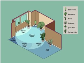 In a standard, south-facing room, this diagram illustrates how much light reaches different areas, along with plant suggestions for each.
