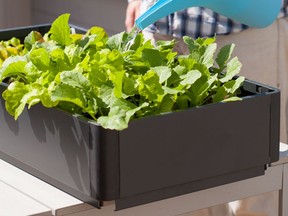 With new dwarf breeds being developed, any vegetable can be grown in a container.