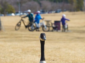 A Canada Goose keeps stays alert as it wanders the shore of the Hawrelak Pond. Warm weather combined with a day off for most people on Easter Monday meant parks and trails were busy on  April 5, 2021. Photo by Shaughn Butts / Postmedia