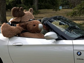 A furry passenger rides in a BMW Z4 convertible at Hawrelak Park in Edmonton on Wednesday April 7, 2021.