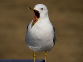 A gull cries out while perched on a park water fountain in southwest Edmonton on Wednesday April 14, 2021.