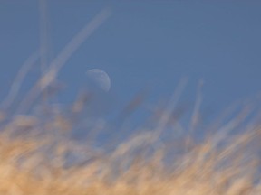 The moon is seen through dry grasses on the hill at Griesbach Central Park in Edmonton, on Tuesday, April 20, 2021. Photo by Ian Kucerak