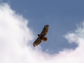 A hawk soars above fields along Highway 13 near Camrose outside of Edmonton, on Friday, April 23, 2021. Photo by Ian Kucerak