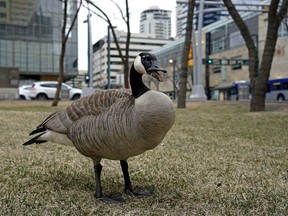 A Canada goose takes a stroll near Jasper Avenue and 102 Street  in downtown Edmonton on Tuesday April 27, 2021.
