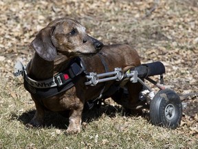 Fifteen year-old dachshund Rudy looks back at his owners while out for a roll in Forest Heights Park, in Edmonton Wednesday April 21, 2021. Rudy's back legs have been paralyzed for 8 years. Photo by David Bloom