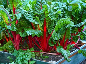 Brilliantly coloured Swiss chard makes an attractive addition to a garden.