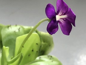 Betty is my pinguicula, a carnivorous beauty commonly known as a butterwort that solved my fungus gnat problem.