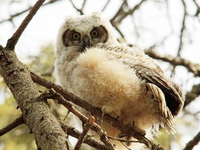 A Great Horned Owlet in Whitemud Park. Fish Griwkowsky photo.