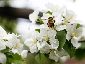 A bee collects pollen from spring blossoms near George F Hustler Memorial Plaza in Edmonton, on Monday, May 17, 2021. Photo by Ian Kucerak