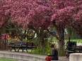 A visitor takes a moment sitting by the flowering cherry trees at George F Hustler Memorial Plaza in Edmonton, on Monday, May 17, 2021.