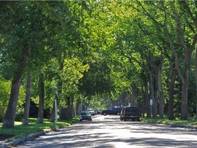 The City of Edmonton is revisiting a proposed tree protection bylaw including a permit requirement for construction work near trees.