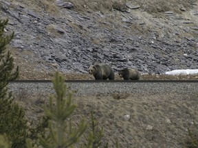 Two Grizzly bears seen in the Bath Creek area of the Banff National Park along the train tracks at the end of April 2021.