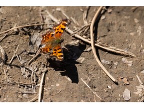 A butterfly takes off from the banks of the North Saskatchewan River in Edmonton, on Friday, April 30, 2021. Photo by Ian Kucerak