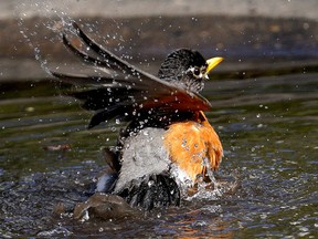 A robin takes a bird bath in a puddle on Monday May 10, 2021. (Photo by Larry Wong/Postmedia)