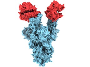 File: A structural image of the spike protein on B.1.1.7., the highly contagious COVID-19 variant first identified in the UK, captured by UBC researchers.
