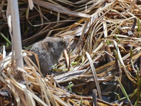 A vole hides in the grass in an Alberta field.