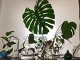 My propagation table with water-filled glass vessels each rooting clippings from various plants including a philodendron micans, scindapsus exotica (pothos), tricoloured tradescantia, a syngonium and a mature leaf from my monstera deliciosa, a.k.a. Edith.