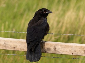 A raven hangs out on a fence near Wildwood west of Edmonton, on Wednesday, June 23, 2021.