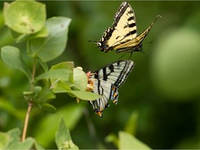 Butterflies chase each other in the forest along the Amisk Wuche Trail at Elk Island National Park near Edmonton, on Friday, June 18, 2021. Photo by Ian Kucerak