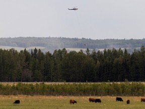 Alberta wildland firefighters work with a helicopter as they battle a wildfire between Evansburg and Wildwood on Tuesday, June 22, 2021.