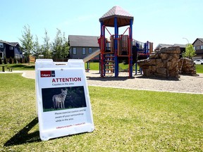 Signs set up in Nolan Hill after a coyote attack in Calgary on Monday, June 21, 2021.