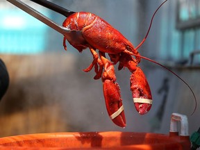 In a preliminary study, scientists set out to find out whether or not exposing lobsters to cannabis smoke would ease their deaths.
