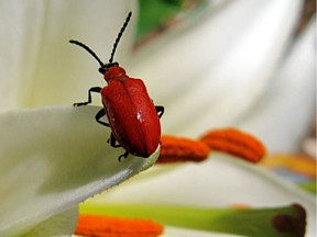 Red lily beetles are strong fliers and can easily spread in gardens if you're not vigilant about hunting them down.