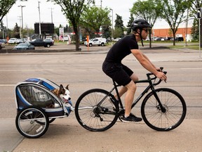 A cyclist pulls a dog in a trailer along 111 Avenue on Tuesday, June 15, 2021 in Edmonton.  Greg Southam-Postmedia