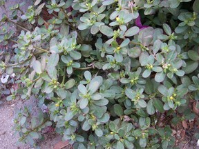 The edible but tenacious purslane weed is a love-it or hate-it species.