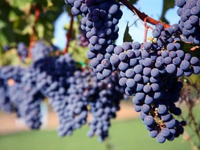 Ripe merlot grapes in a Napa Valley vineyard. Merlot constitutes just nine per cent of Napa's vines, while cabernet sauvignon accounts for 51 per cent and chardonnay 13 per cent. Twenty-one per cent of vineyard acreage is planted to white grapes.