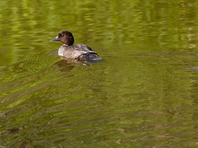 A duck swims in Blackmud Creek near the MacTaggart Sanctuary in Edmonton, on Monday, July 26, 2021. Photo by Ian Kucerak