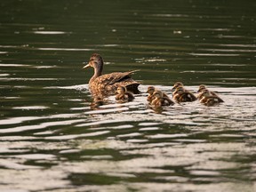 A mother duck and her ducklings swim in a pond at Hermitage Park in Edmonton, on Thursday, July 29, 2021. Photo by Ian Kucerak