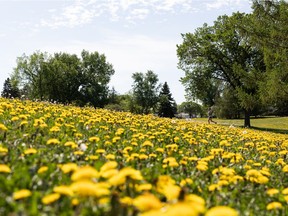 Dandelions bloom and go to seed in a park along Strathearn Crescent in Edmonton, on Friday, June 4, 2021.