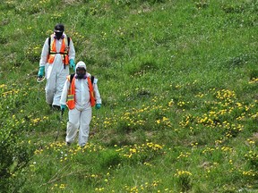 The City of Edmonton is asking residents to leave weed control on public lands to city workers and not to spray pesticides on parkland. Many parks are seeing an increase of weeds this summer due to reduced mowing cycles.