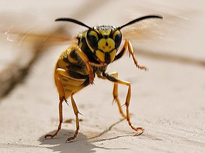 A wasp prepares to defend its territory from a photographer who did not socially distance. A prolonged record-breaking heat wave in Edmonton has caused the population of insects and bugs like wasps, ants and flies to thrive in the city.