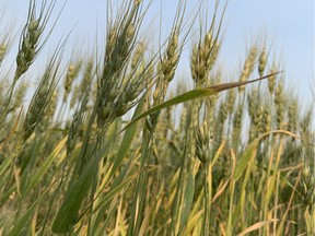 Alberta Farmers Tout New Digital Technologies To Save Costs, Time - Edmonton Journal 2 A barley field south of Edmonton.