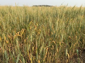 After a heat dome and another separate week of unseasonably warm weather, some crops are stunted and drying in the fields like this barley field south of Edmonton. Shaughn Butts/Postmedia