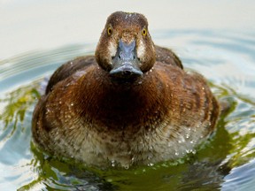 A curious duck stares down a photographer at Paul Kane Park in Edmonton.