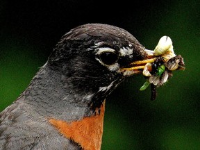 A hungry robin catches a meal on Tuesday July 6, 2021.