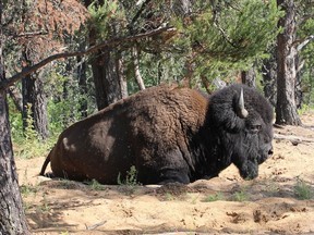 A bison is shown in Wood Buffalo National Park in a handout photo.