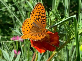 An orange butterfly, Speyeria hesperis, flutters around a garden in the university area on Monday morning.