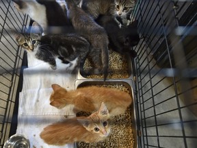 Thirty-six kittens are being held as staff and volunteers at the Edmonton Humane Society (EHS) participated in a trap-neuter-return clinic where a feral cat colony was spayed and neutered Saturday, July 24, 2021, to be returned to their home northeast of Edmonton Sunday.
