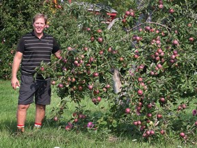 David Lambe is surrounded by branches heavy with ripe Macintosh apples.