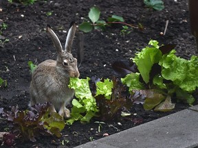 The lettuce thief is exposed as a hare munches away on the freshly growing lettuce in a backyard vegetable garden in Edmonton, June 18, 2021.