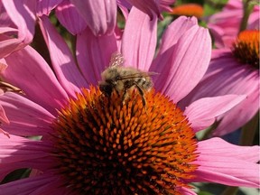 A bee feeds on an echinacea bloom.