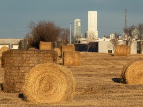 Hay bales in a field off 184 Street are seen from west Edmonton, on Thursday, April 1, 2021 as downtown towers rise in the distance. Photo by Ian Kucerak