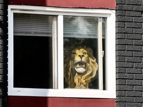 Lion head statue placed in the window of an Edmonton home on Wednesday Aug. 4, 2021.
